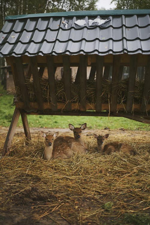 Small fawns by feeding rack