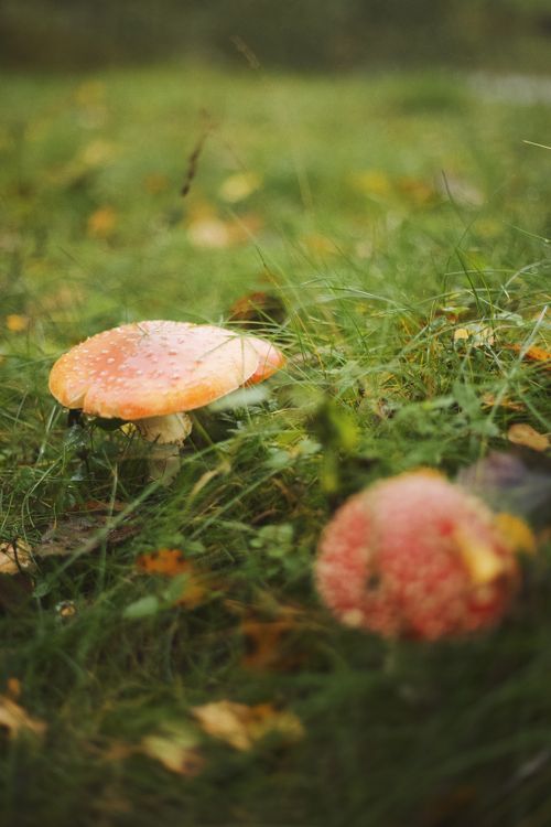 Free A detailed view of Amanita mushrooms with a vibrant orange cap amidst green grass. Stock Photo