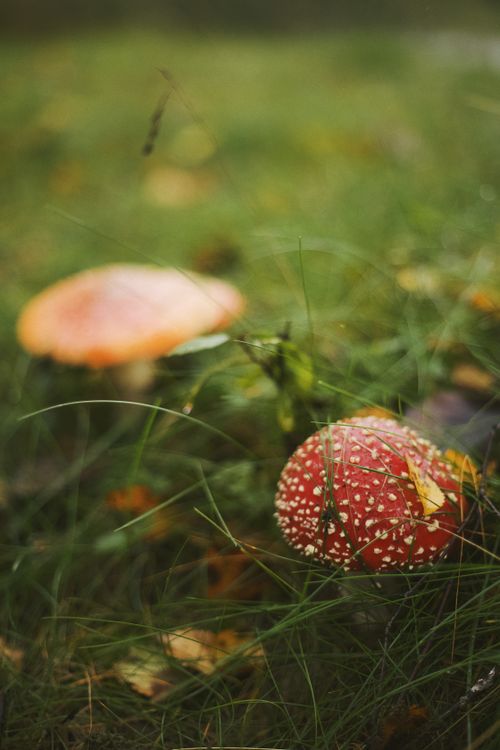 Free Detailed view of fly agaric mushrooms in a grassy setting, showcasing natural beauty. Stock Photo