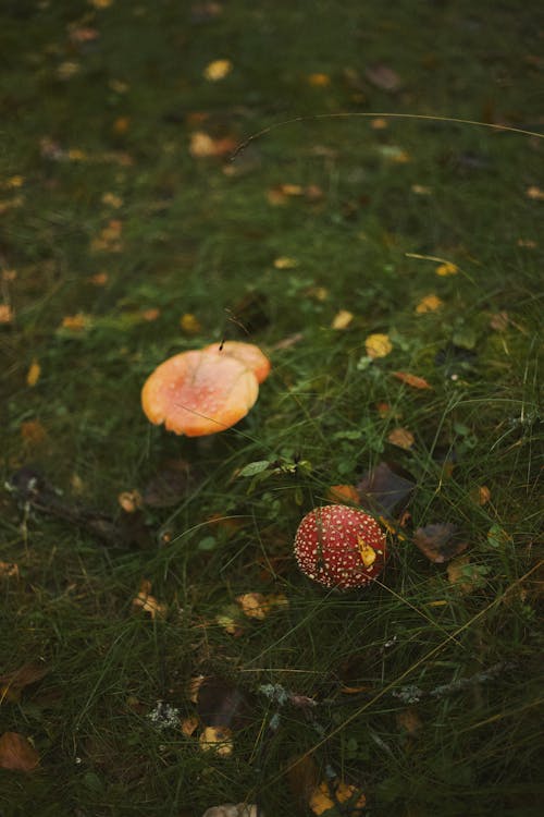Mushrooms on Ground