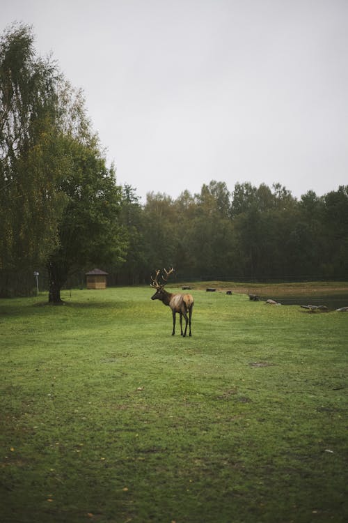 Lonely moose on grass