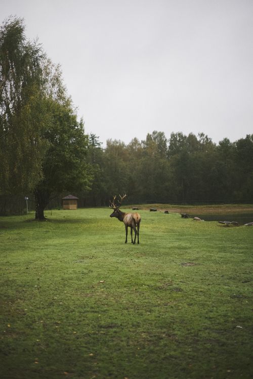 Free A solitary moose stands in a lush green forest clearing under overcast skies, depicting serene wildlife. Stock Photo