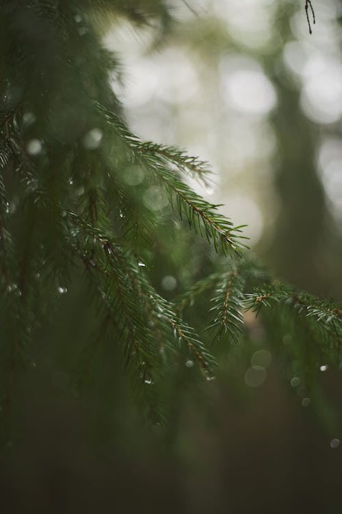 Close-up of Wet Conifer Branch 