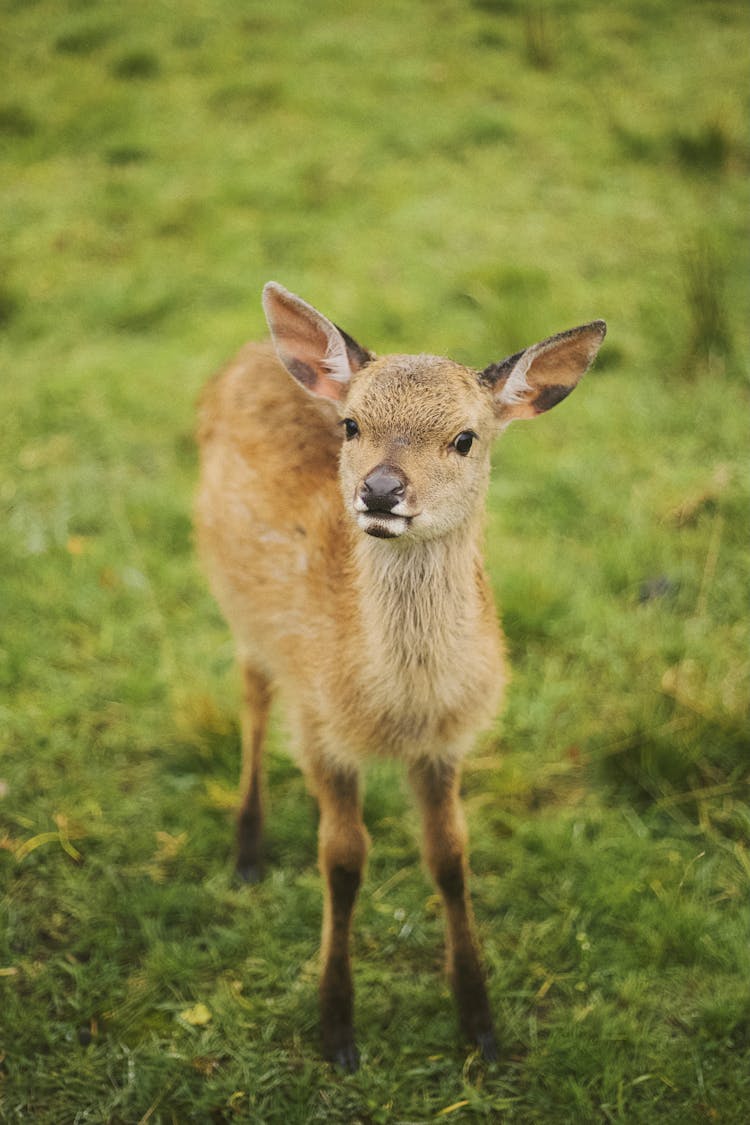 Small Fawn Looking At Camera