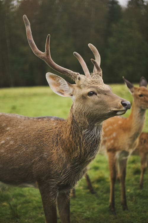 Close view on bucks head