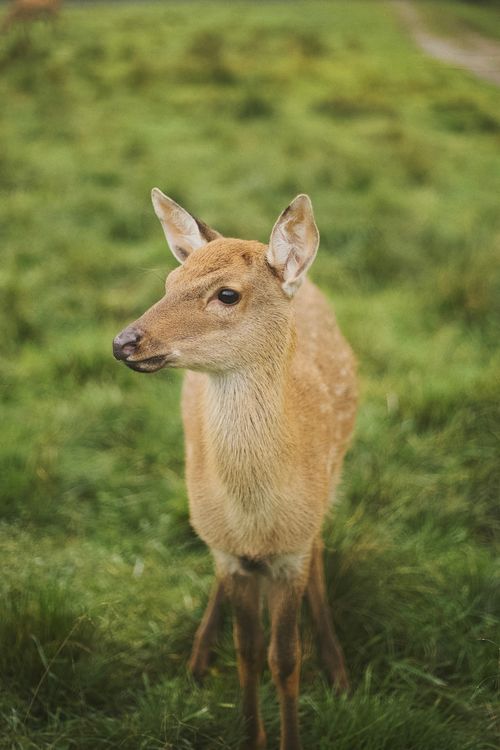 Free A young deer stands gracefully in a lush green meadow during the day. Stock Photo