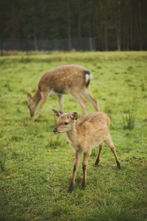 Free A fawn and doe grazing in a picturesque grassy field on a sunny day. Stock Photo