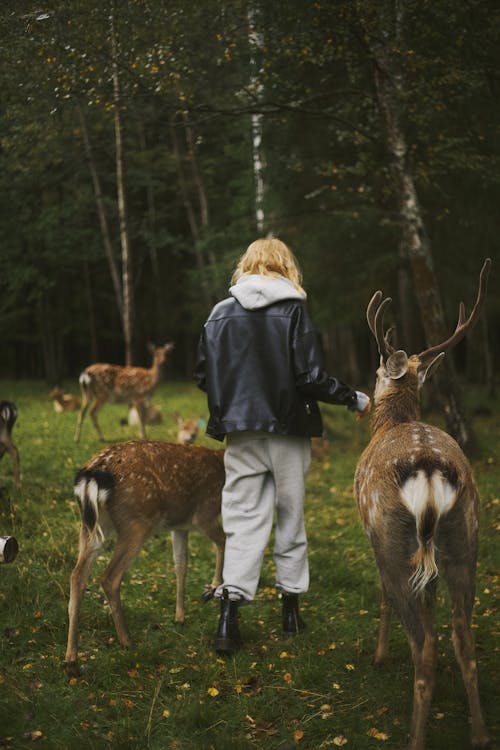 Kostnadsfri bild av bock, däggdjur, hjort