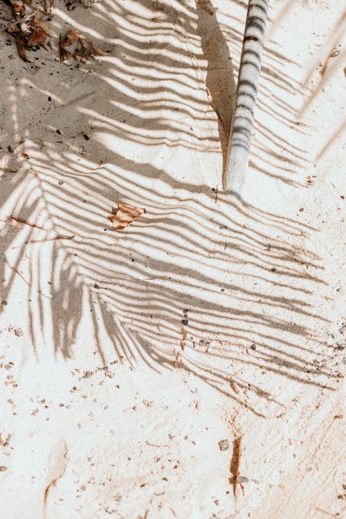 Gratis arkivbilde med hvit sand, palmblad, skygge