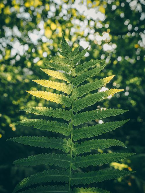 Free Detailed shot of a green fern leaf captured in natural sunlight outdoors, showcasing nature's beauty. Stock Photo