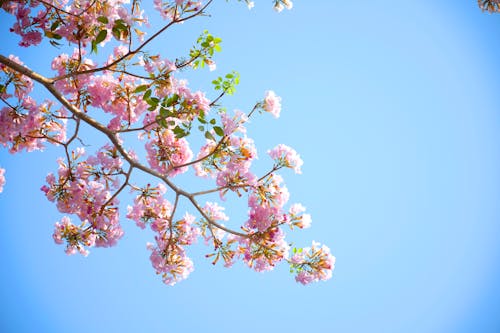 Free Pink Petaled Flowers Blooming during Daytime Stock Photo