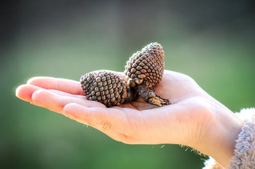 Close-up of Woman Holding Pine Cones in Hand 