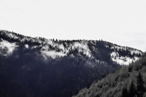 Trees and Forest on Mountains Slopes