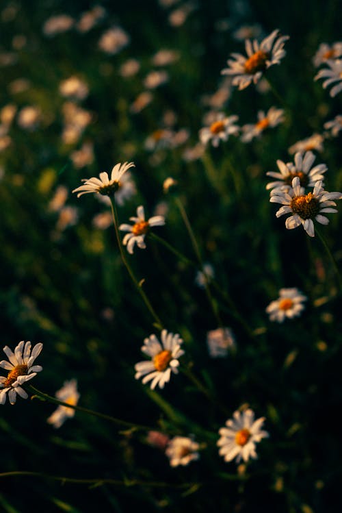 White Flowers on the Field