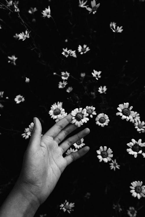Black and white picture of hand with flowers