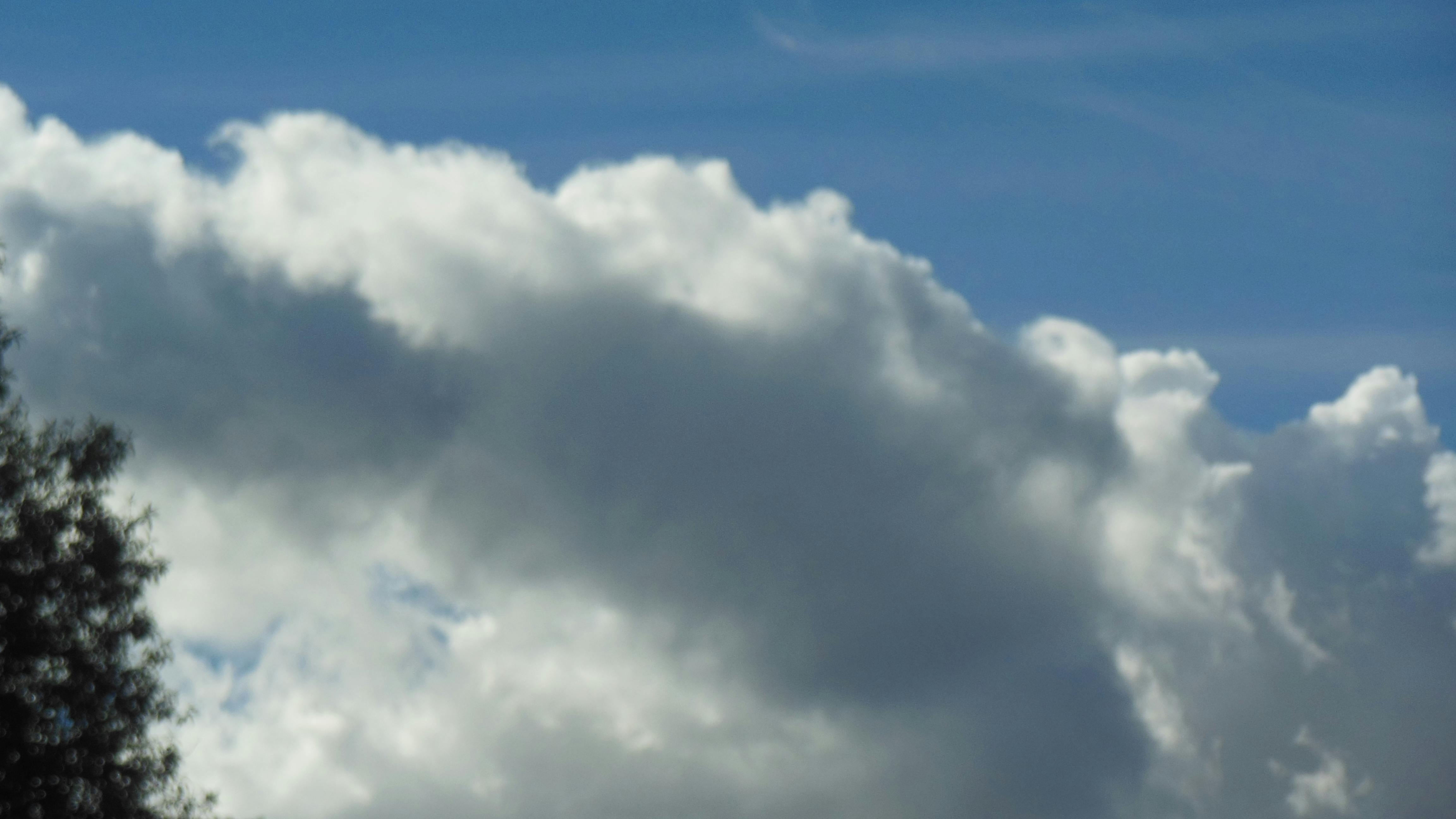 观叶盆栽图片大全图片-第13张图片-吾爱花网