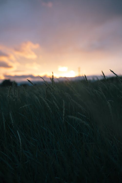 Kostnadsfri bild av gräs, grön, gryning