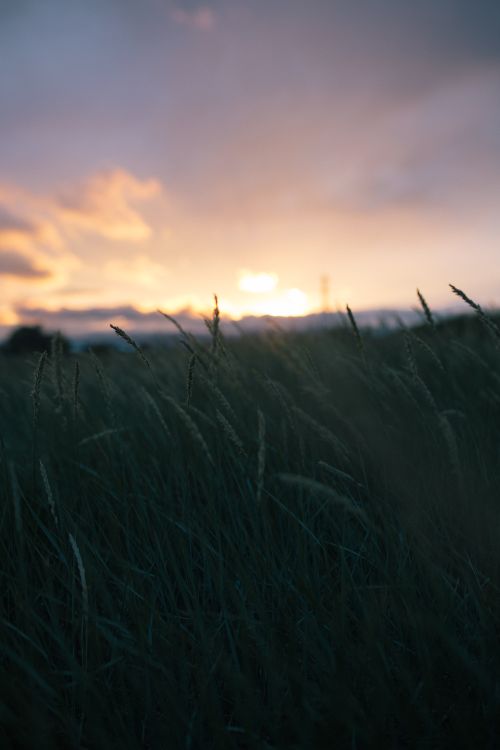 Free Peaceful sunset scene with tall grass silhouettes against a colorful sky. Stock Photo