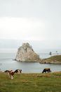 Cows and horses on pasture on coast