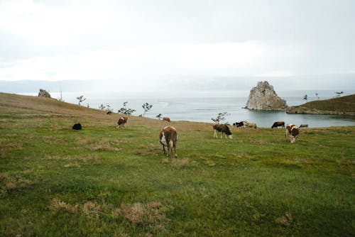 Foto profissional grátis de agricultura, animal, área