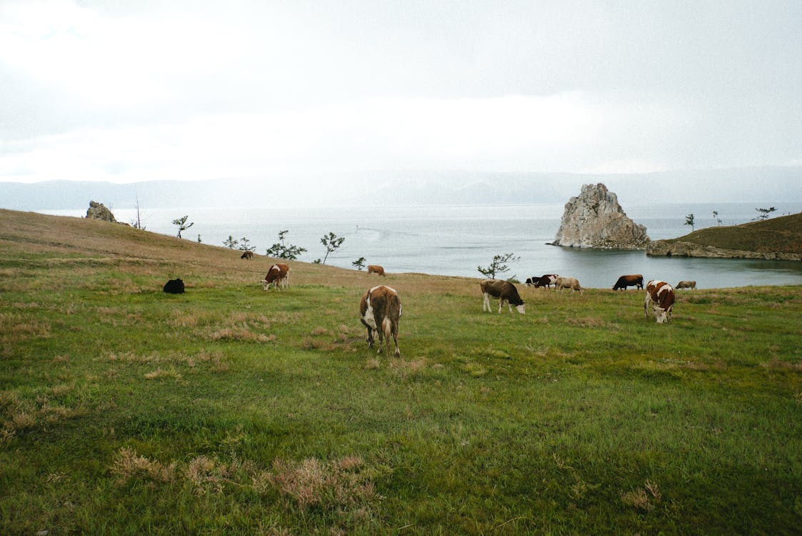 Cows on the Grass Field