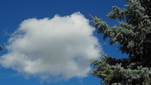 Free stock photo of clouds, cumulus, tree