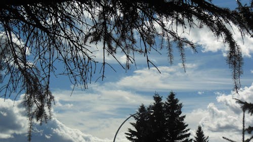 Free stock photo of clouds, sky, trees