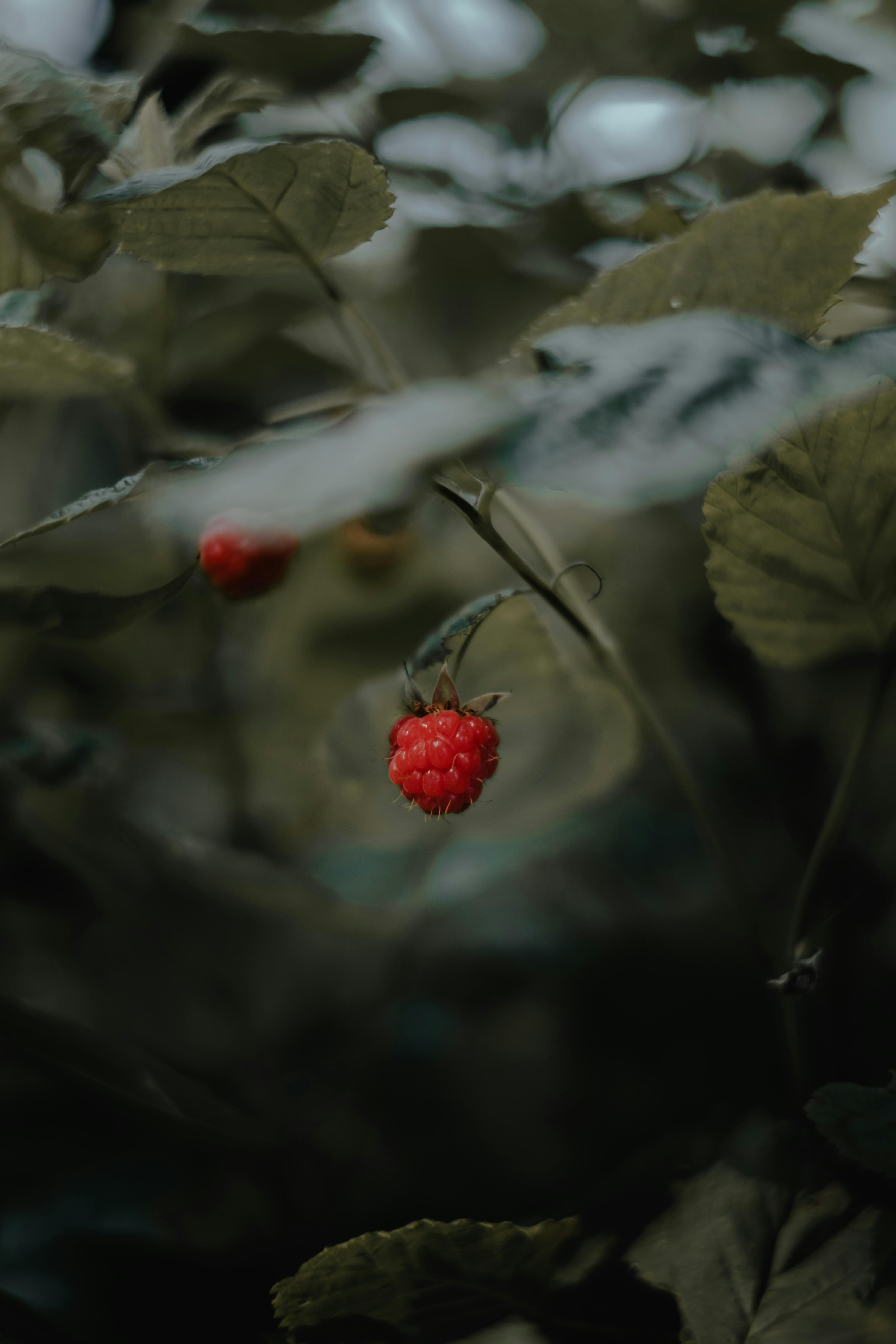 A vivid close-up of a single ripe raspberry surrounded by lush green leaves.