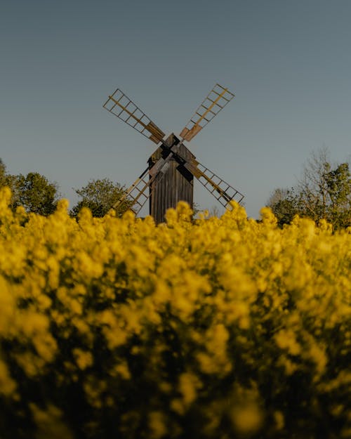 Gratuit Imagine de stoc gratuită din câmp, flori galbene, frumos Fotografie de stoc