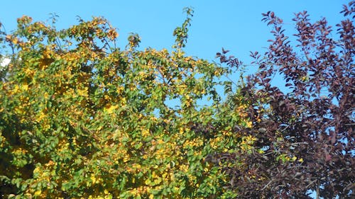 Free stock photo of autumn colors trees