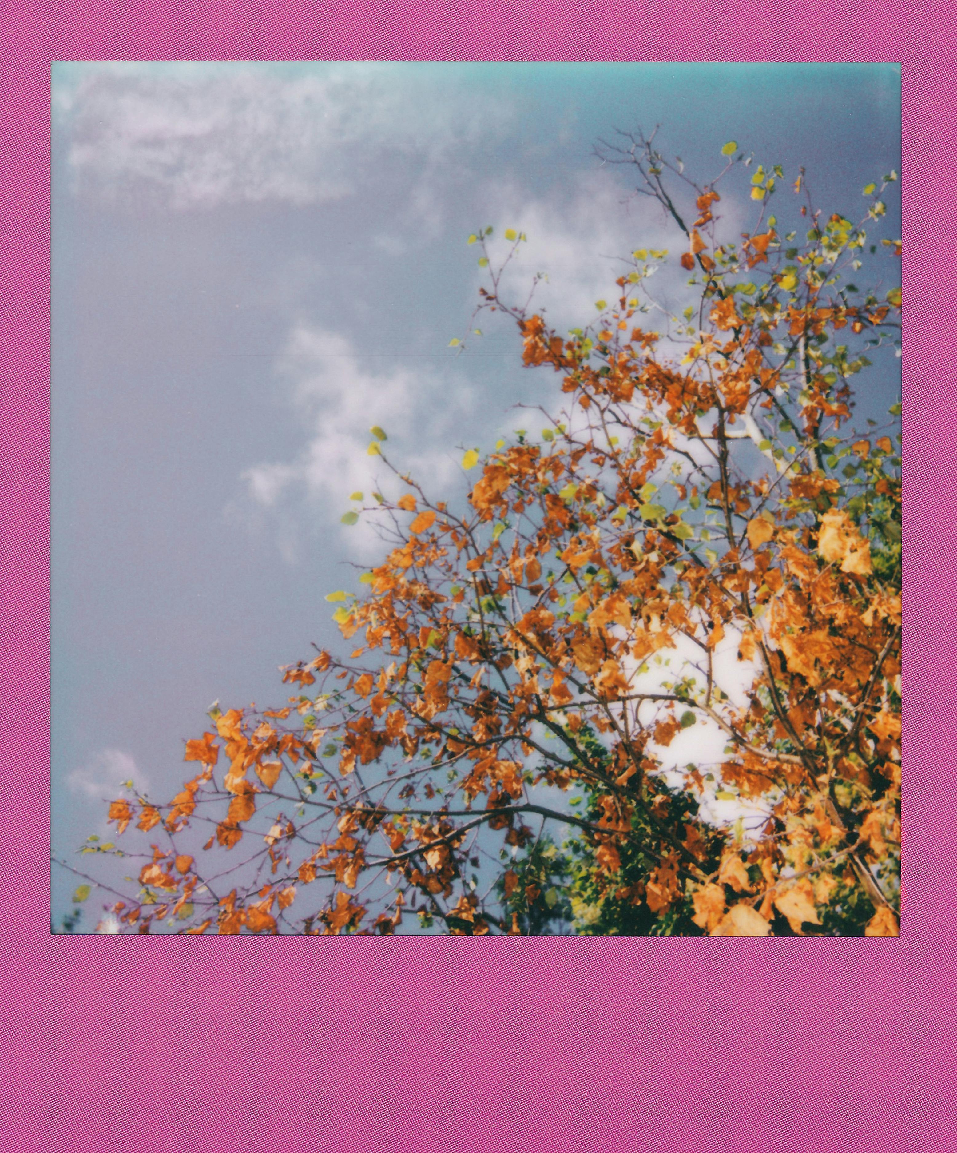 Colorful autumn leaves on a tree against a bright blue sky with scattered clouds.
