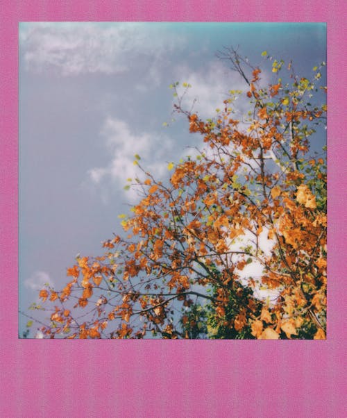 Polaroid picture of autumn trees in pink frame 