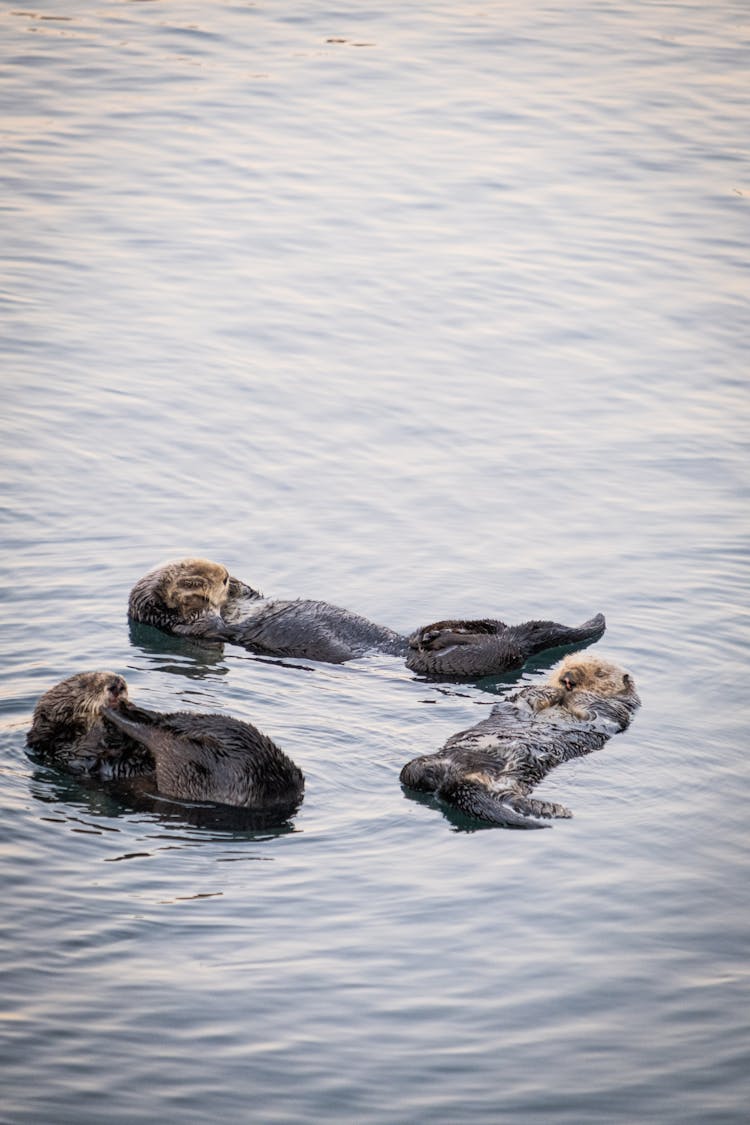 Swimming Otters On Sea