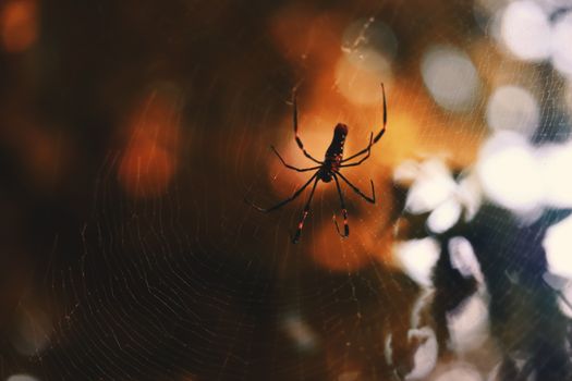 Close-up of a golden orb-weaver spider on its web with warm bokeh background.