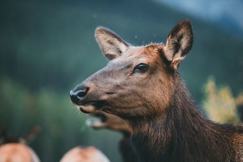 Free A tranquil close-up of an elk amidst nature, capturing its essence and beauty. Stock Photo