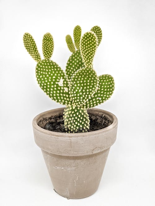 Gratis lagerfoto af Botanisk, gryde, kaktus