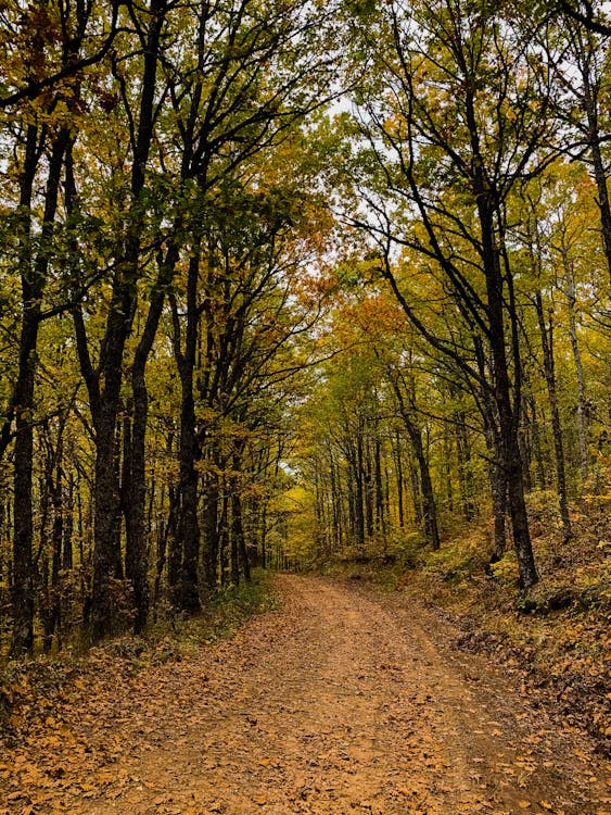 Forest Road in Autumn · Free Stock Photo