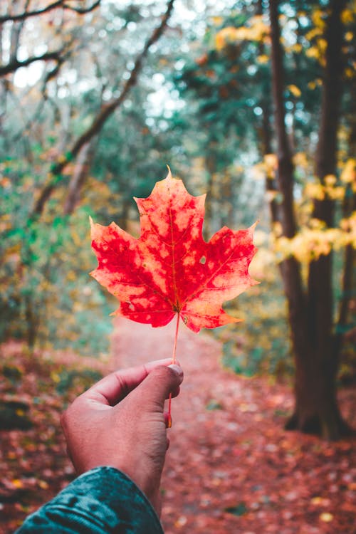 Person Holding a Red and Orange Maple Leaf