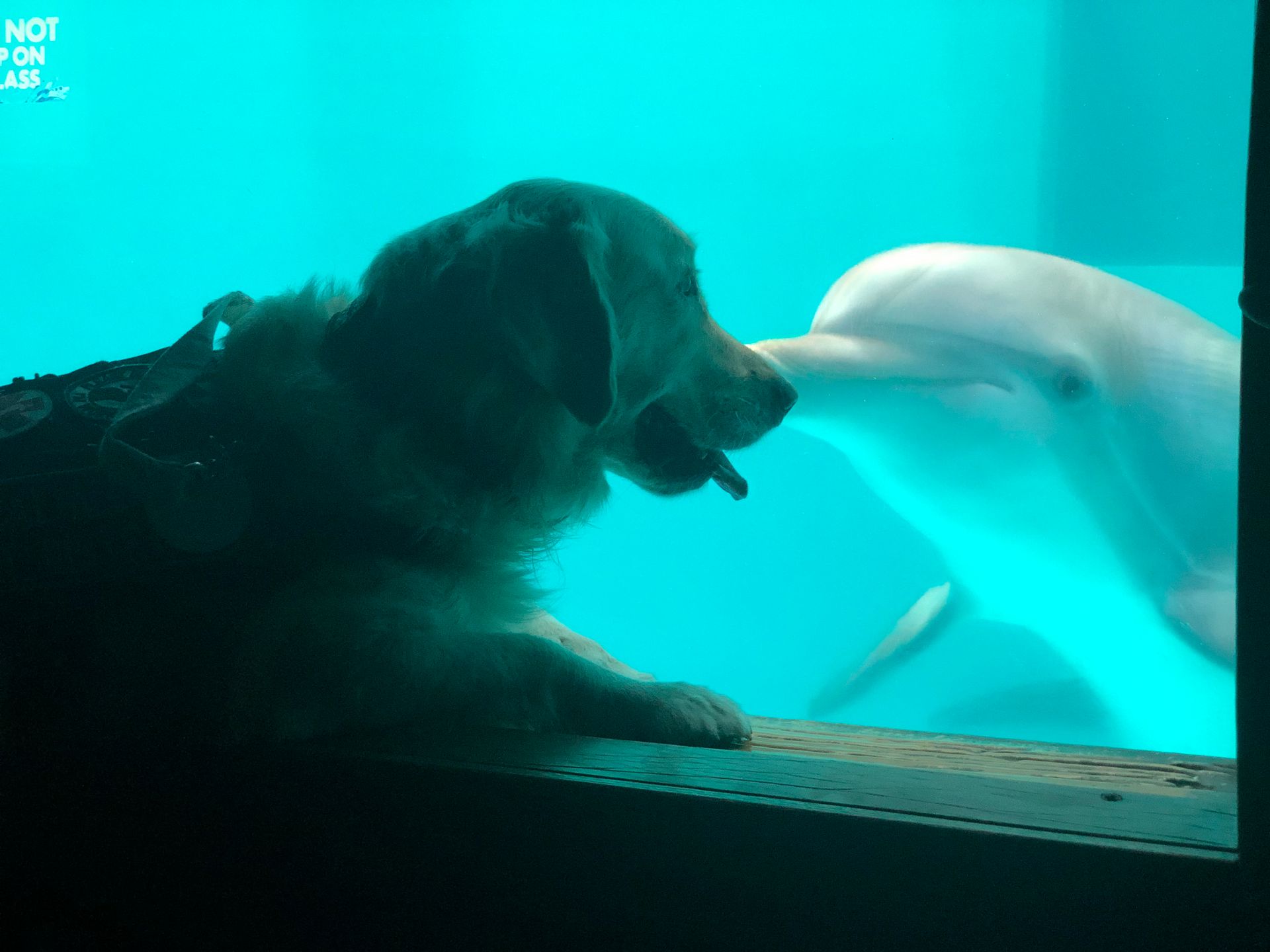 Dog and Dolphin Looking at Each Other in ZOO