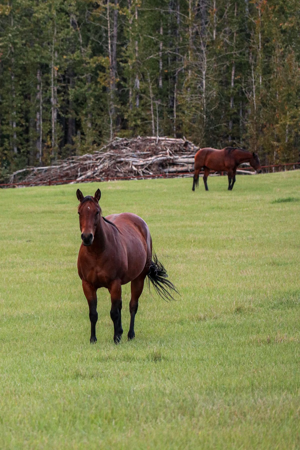 Weekend groom — small dressage yard (EXAMPLE)