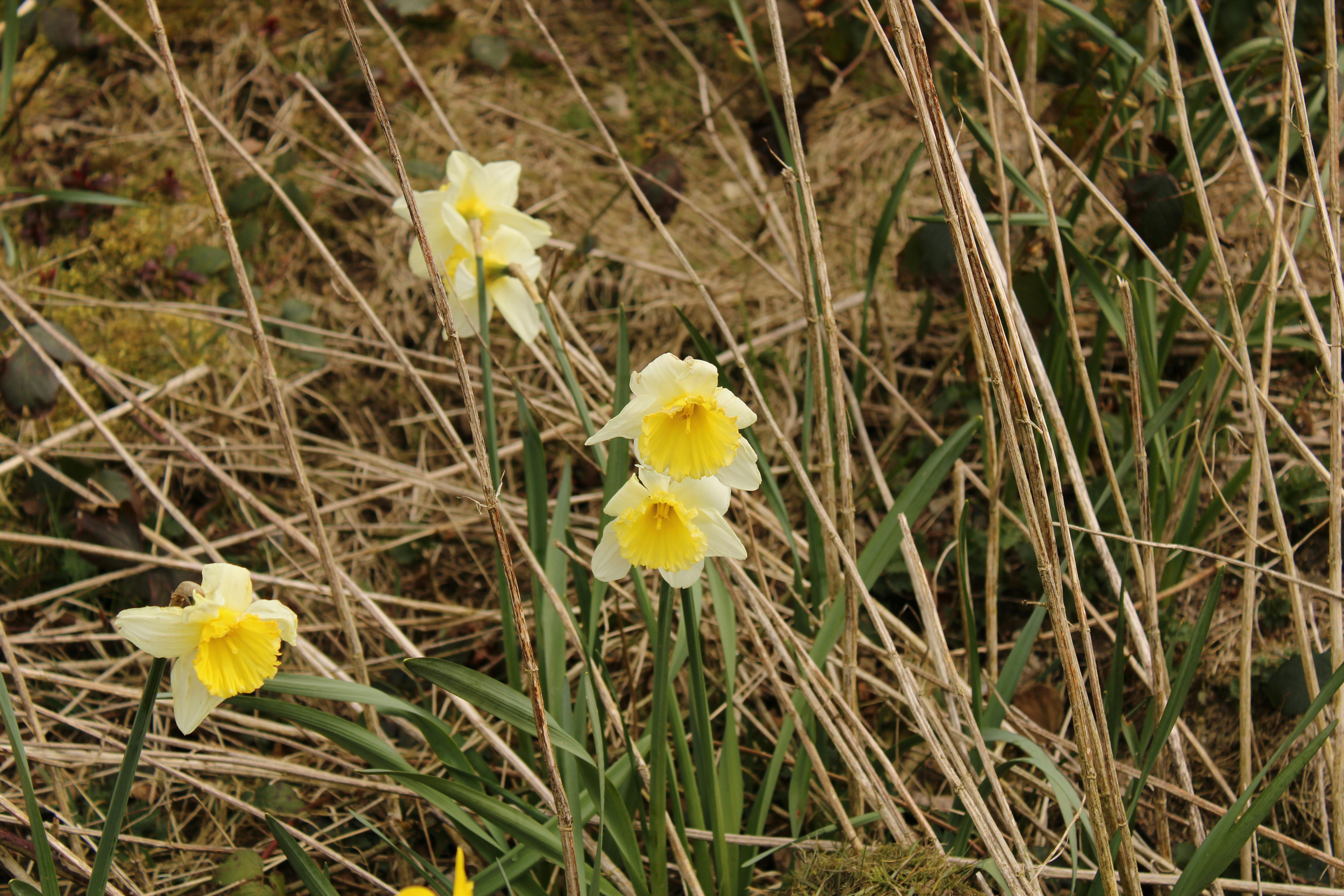 0 000 張最佳喇叭水仙相片 100 免費下載 Pexels 圖庫相片