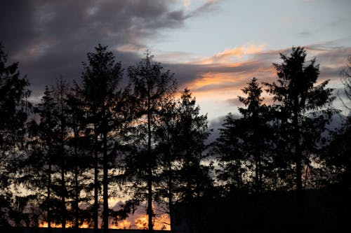 Silhouette of Trees during Sunset