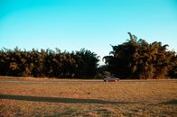 Red Car Travelling the Road Near Trees