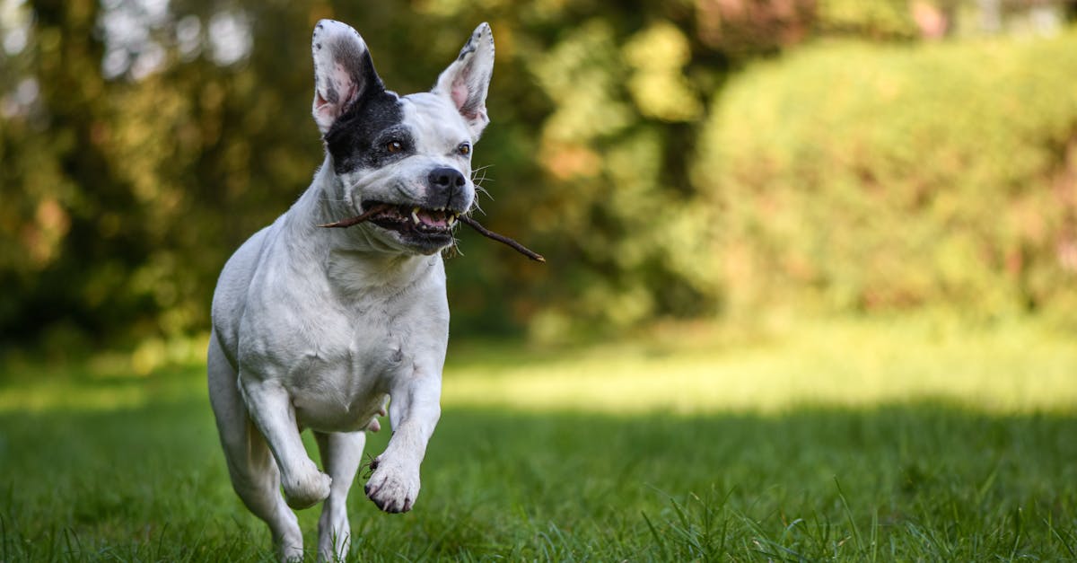 A Dog Running while Biting a Stick