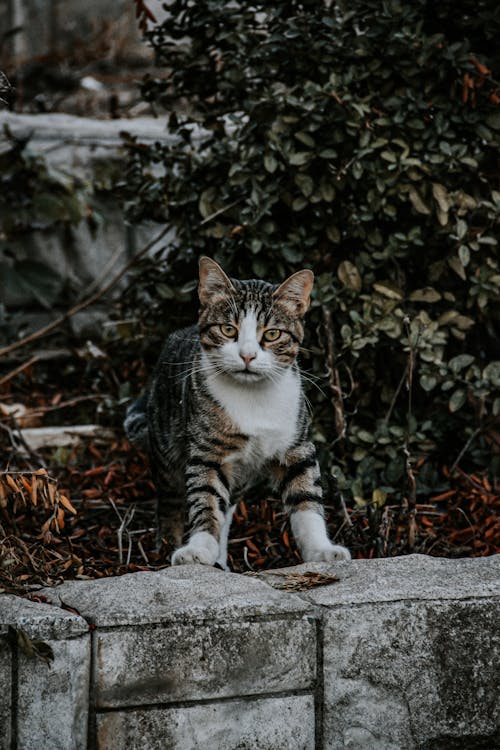 Tabby Cat Beside a Plant