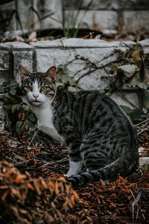 Cat Sitting on Dry Leaves