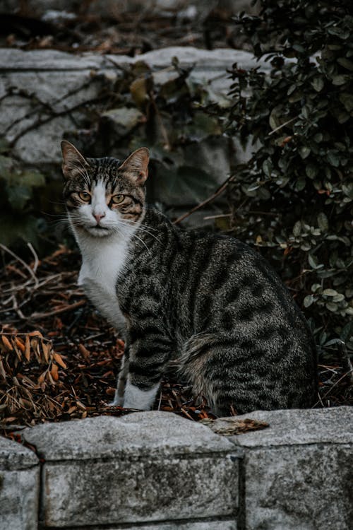 Close-up Photo of a Gray Tabby Cat