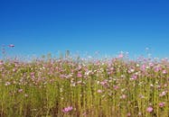 蔚蓝的天空下，野花盛开，色彩缤纷，展现了大自然的美丽