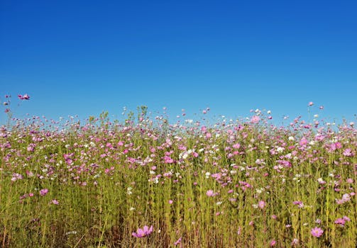 蔚蓝的天空下，野花盛开，色彩缤纷，展现了大自然的美丽