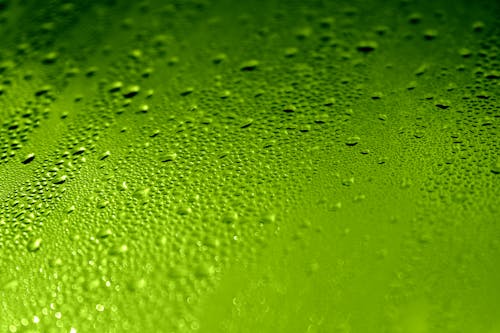 grátis Foto profissional grátis de fechar-se, fundo verde, gotas d'água Foto profissional